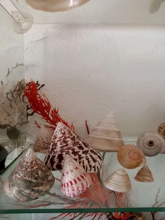 Large shell collection