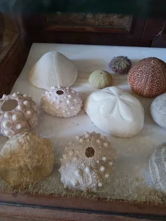 Large shell collection