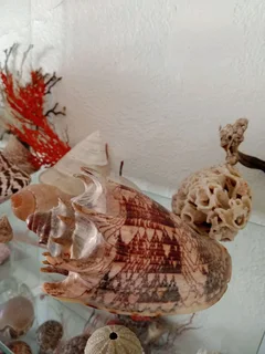 Large shell collection