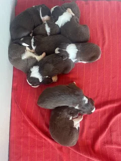 Border Collie puppies