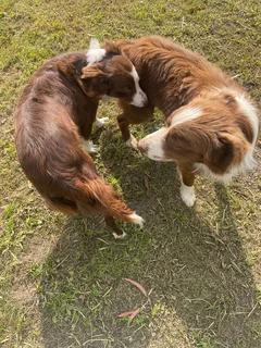 Border Collie puppies