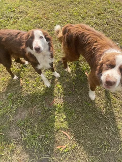 Border Collie puppies