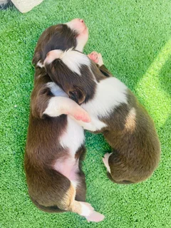 Border Collie puppies