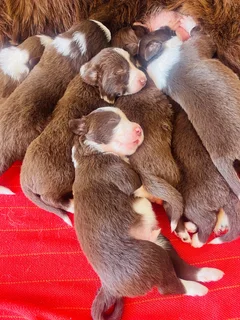 Border Collie puppies