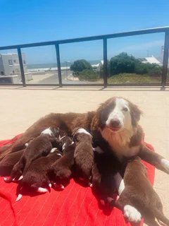 Border Collie puppies