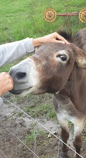 Homesteading/ off grid/ tiny house/ self sustainable community/ property for rent