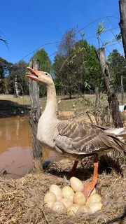 Homesteading/ off grid/ tiny house/ self sustainable community/ property for rent