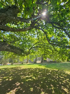 Homesteading/ off grid/ tiny house/ self sustainable community/ property for rent