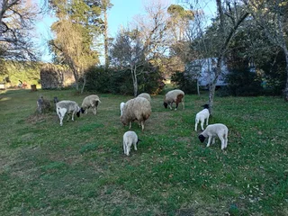 Homesteading/ off grid/ tiny house/ self sustainable community/ property for rent