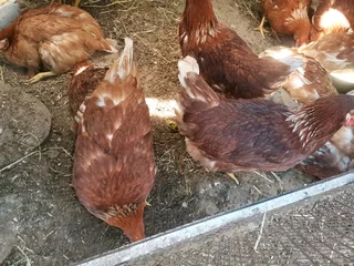 Chickens (Hens)