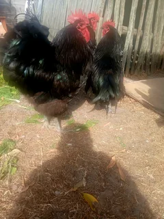 Black Australorp (Rooster)