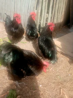 Black Australorp (Rooster)