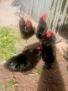 Black Australorp (Rooster)