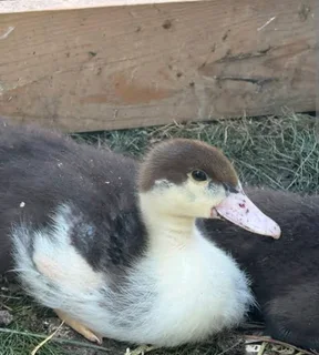 Muscovy Ducks
