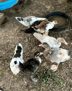 Muscovy Ducks