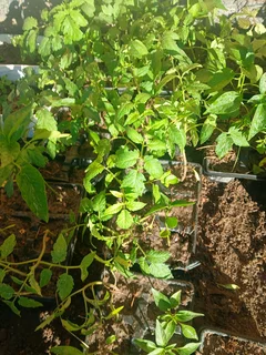 Tomato  plants