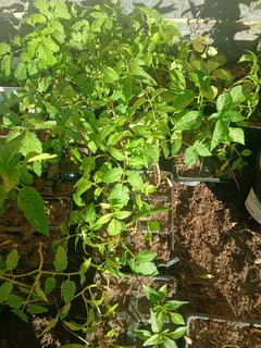 Tomato  plants