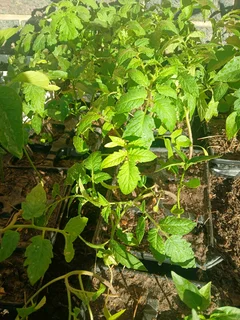 Tomato  plants