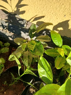 Lemon Trees