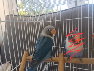 Hand reared Lovebird