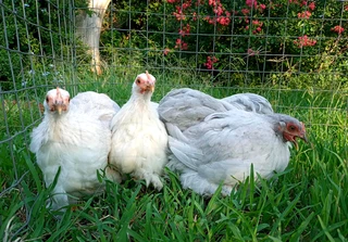 Pekin Bantams
