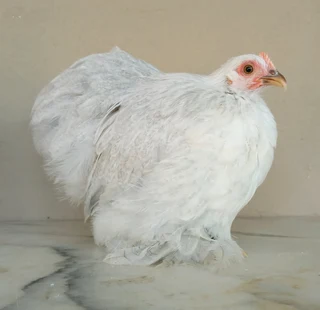 Pekin Bantams