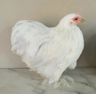 Pekin Bantams