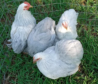Pekin Bantams