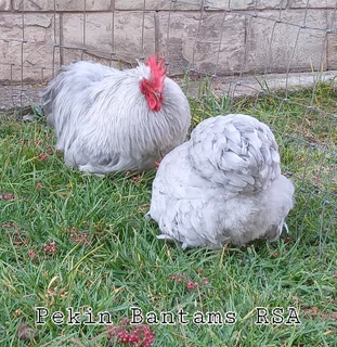 Pekin Bantam pairs