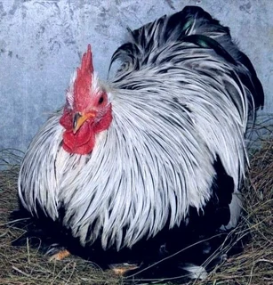 Pekin Bantams Silver Pencilled