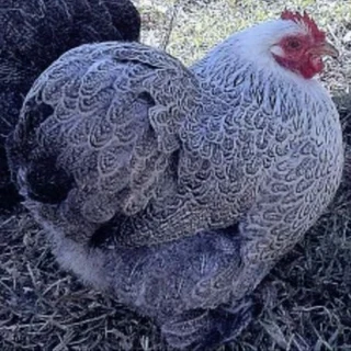 Pekin Bantams Silver Pencilled