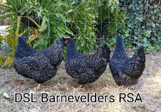 Double Silver Laced Barnevelders