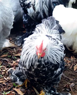 Pekin Bantams