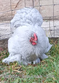 Pekin Bantams