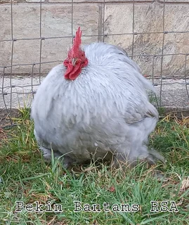 Pekin Bantams