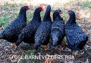 SDL BARNEVELDERS