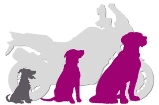 Dog Walking and Training