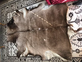 African Kudu Hide / Skin For Sale