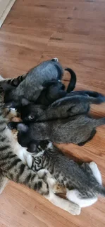 5 Kittens For Adaption Immediately!