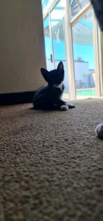 5 Kittens for adaption IMMEDIATELY!