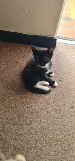 5 Kittens for adaption IMMEDIATELY!