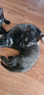 5 Kittens for adaption IMMEDIATELY!