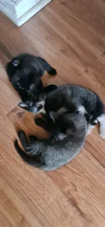 5 Kittens for adaption IMMEDIATELY!
