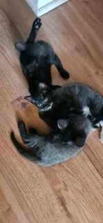 5 Kittens for adaption IMMEDIATELY!