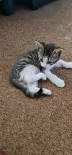 5 Kittens for adaption IMMEDIATELY!