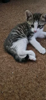 5 Kittens for adaption IMMEDIATELY!