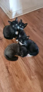 5 Kittens for adaption IMMEDIATELY!