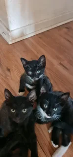 5 Kittens for adaption IMMEDIATELY!