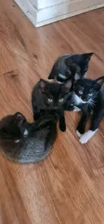 5 Kittens for adaption IMMEDIATELY!