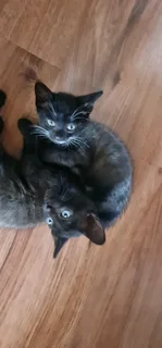5 Kittens for adaption IMMEDIATELY!